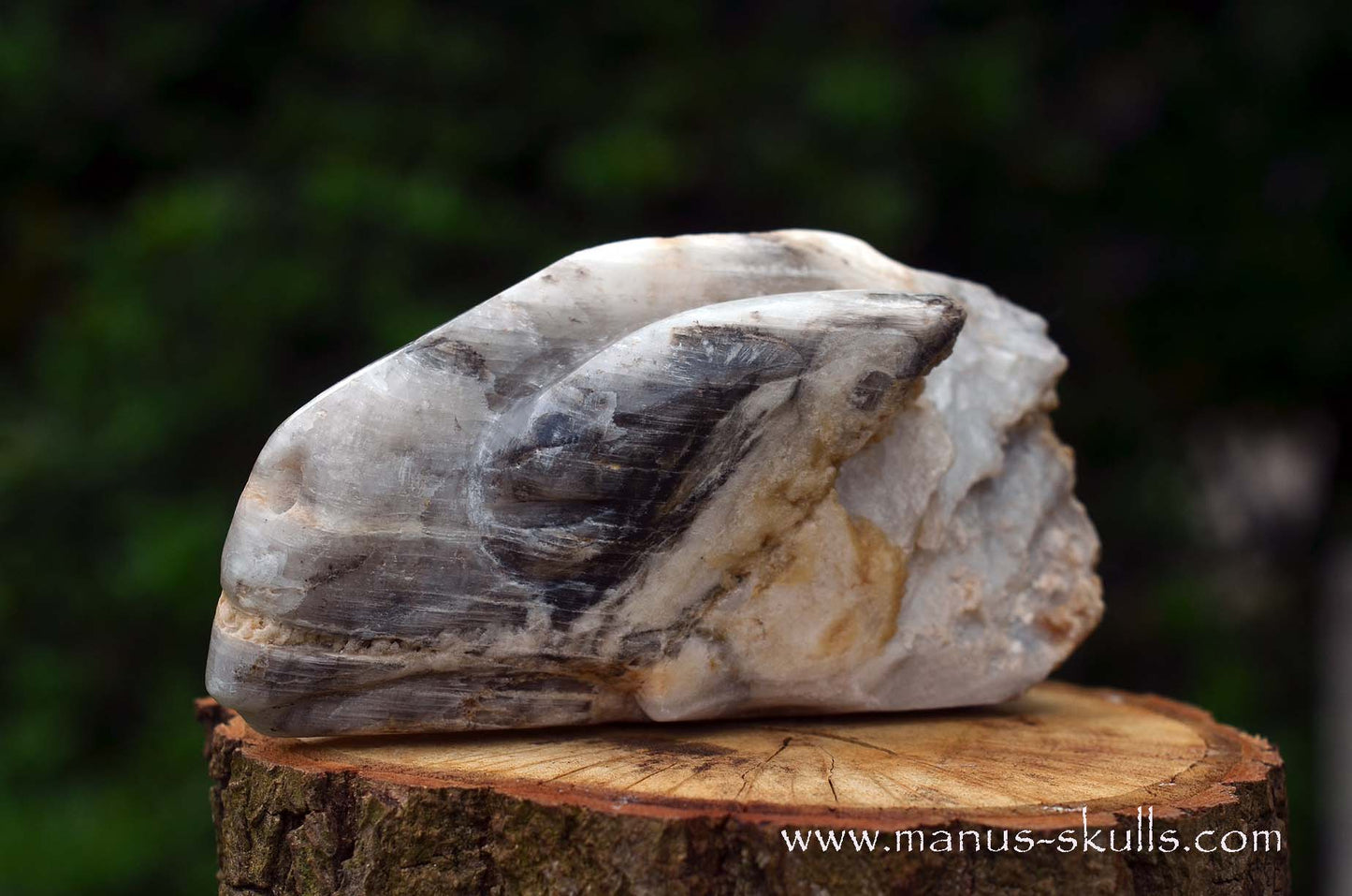 Selenite Marienglas Dragon white