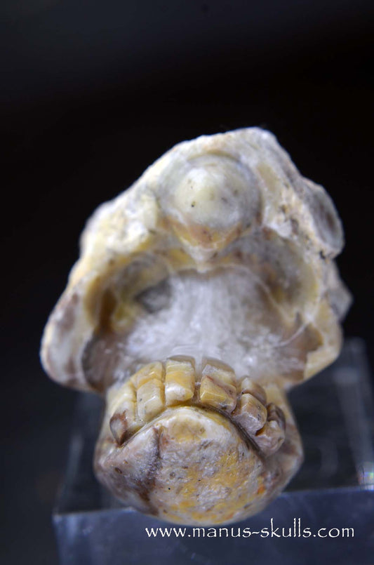 Manus skulls unique Crystal Carvings handmade skulls dragons pendants preseli bluestone tribals spiritual meaning wand Unicorn .. TNT bed   Lithophyse   Thunderegg