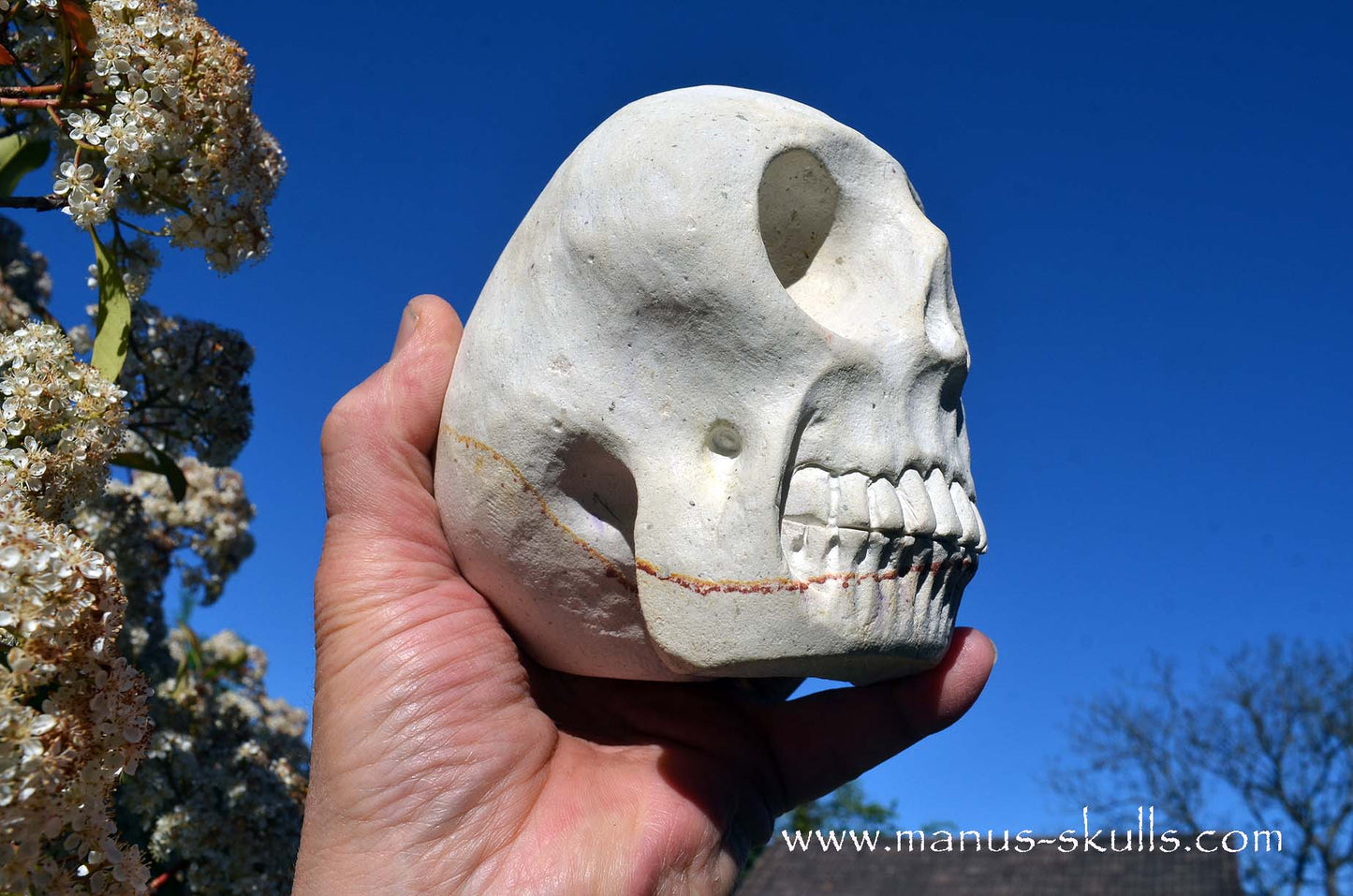 Arizona Sandstone skull