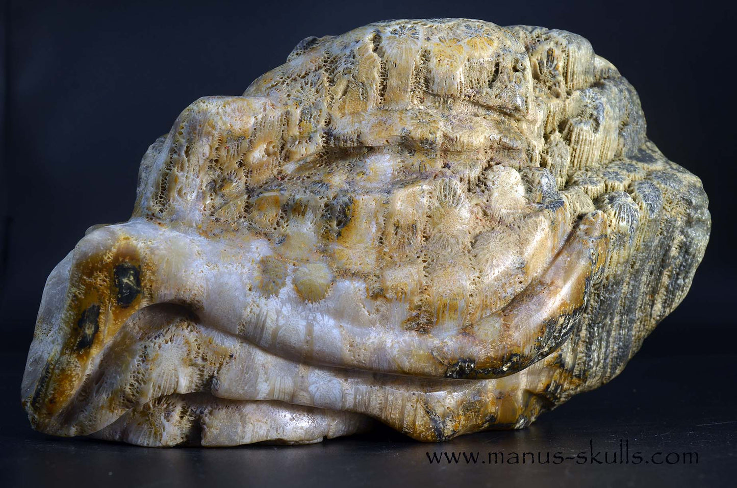 Petrified ~ Fossil Coral Reptile Dragon