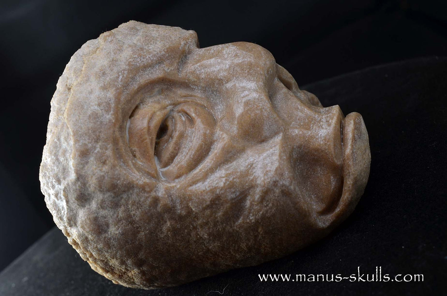 Stromatolite ~ Oncolite Character Skull