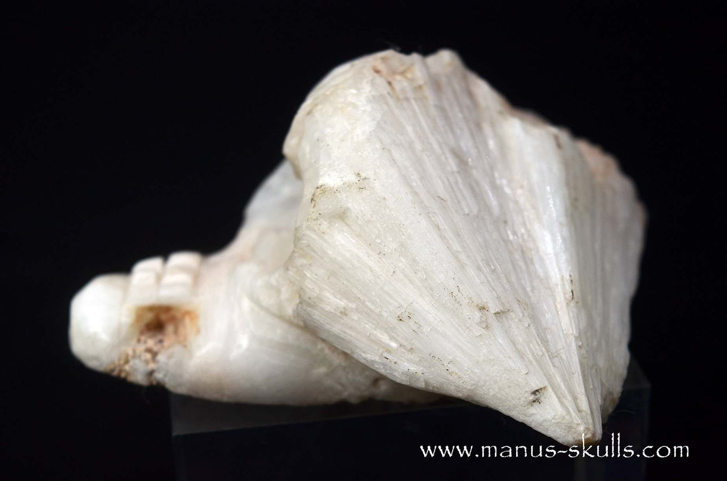 Scolecite Evolian Skull #01