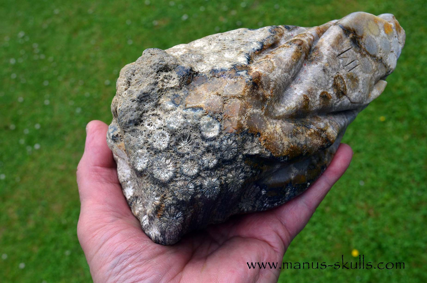 Petrified ~ Fossil Coral Reptile Dragon