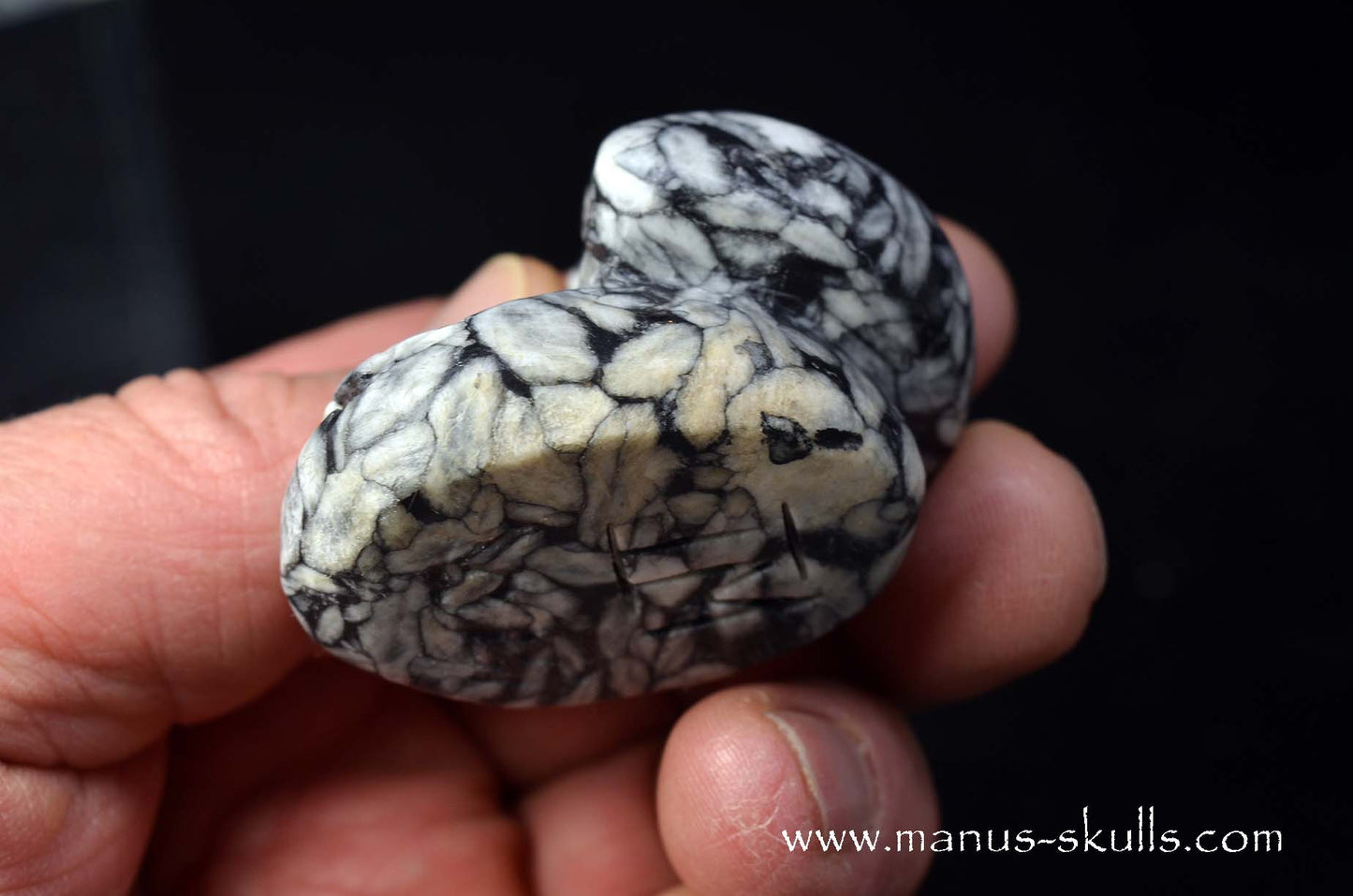 Austrian Pinolith Evolian #03