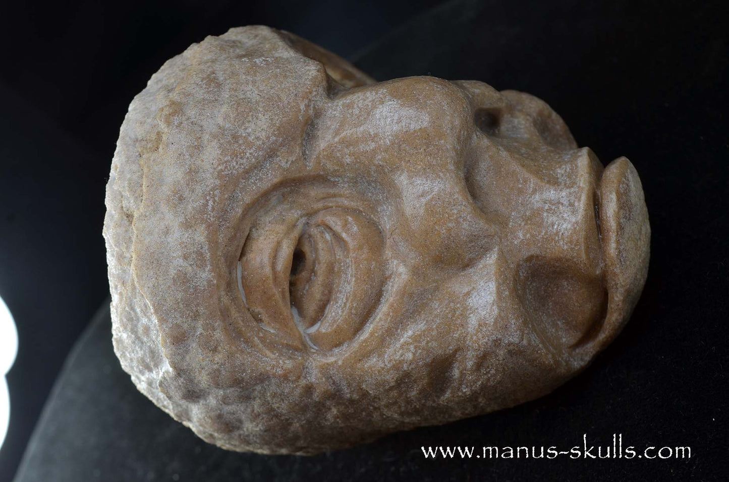 Stromatolite ~ Oncolite Character Skull
