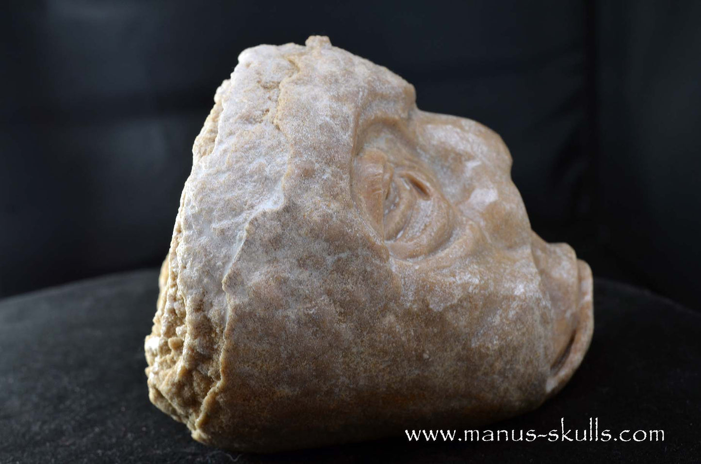 Stromatolite ~ Oncolite Character Skull