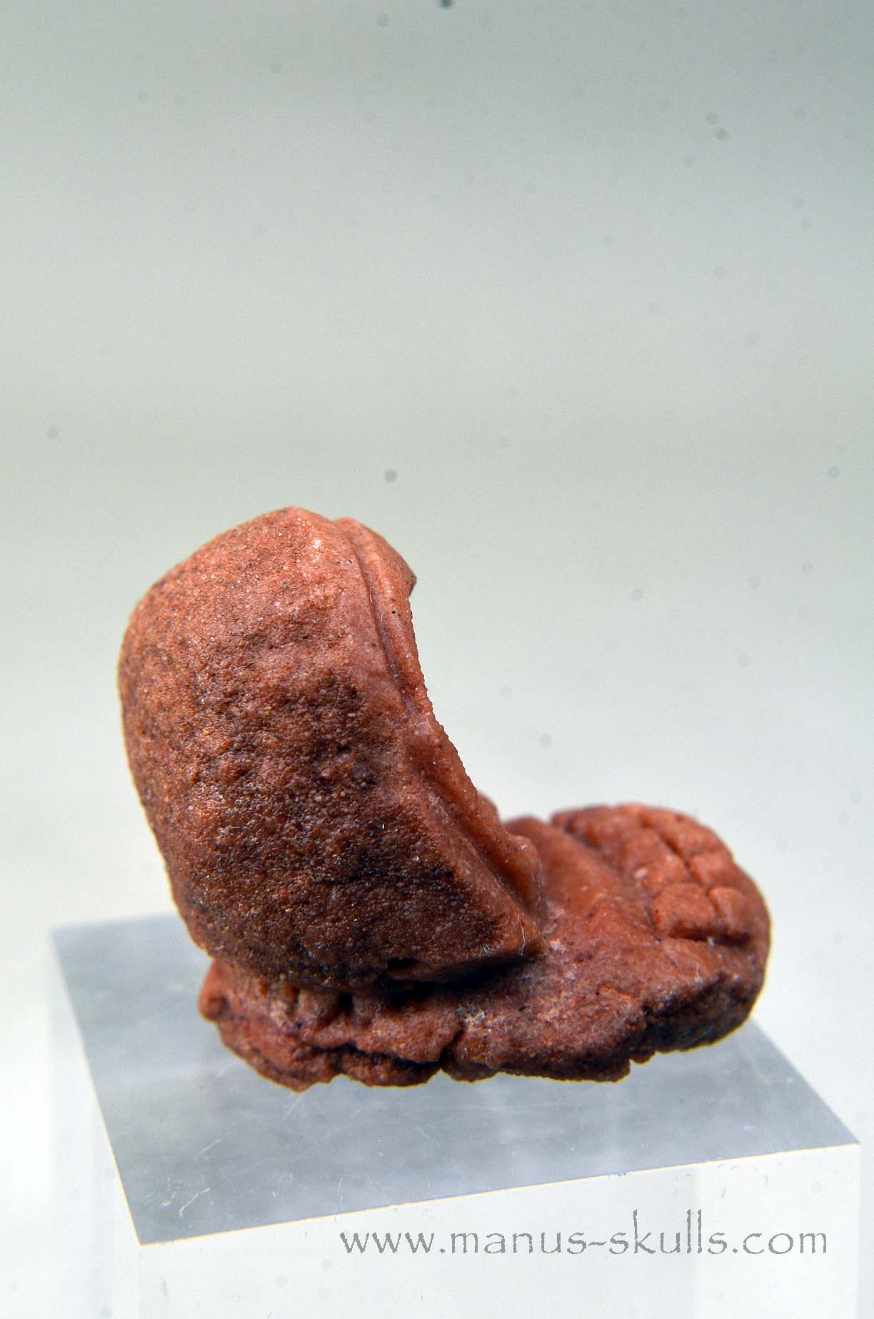 Oncolite EVOLIAN #02 (2025)