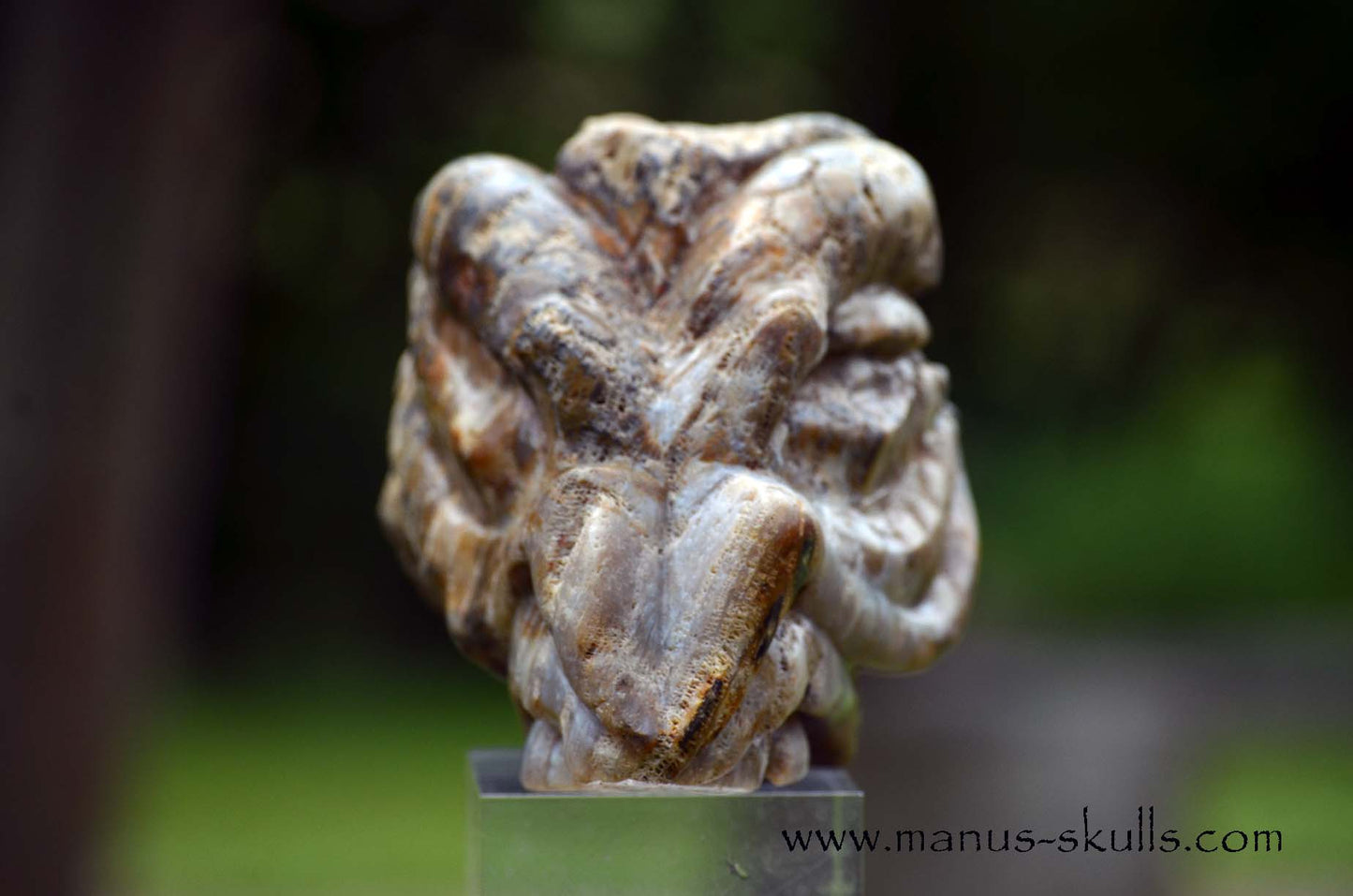 Petrified ~ Fossil Coral Reptile Dragon