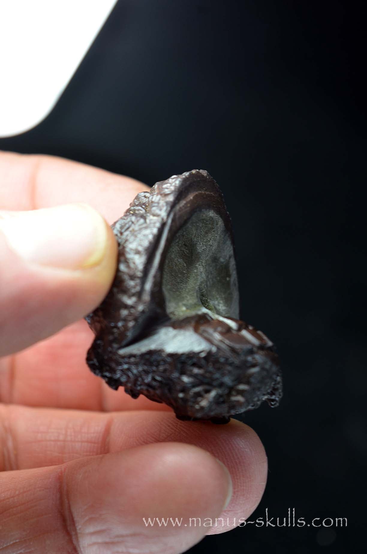 Prophecy Stone Evolian #10