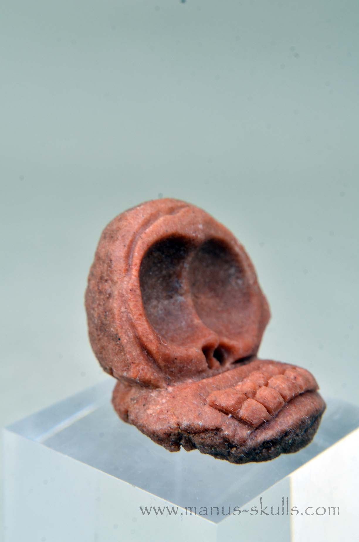 Oncolite EVOLIAN #02 (2025)
