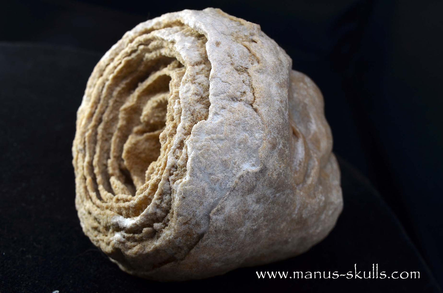 Stromatolite ~ Oncolite Character Skull