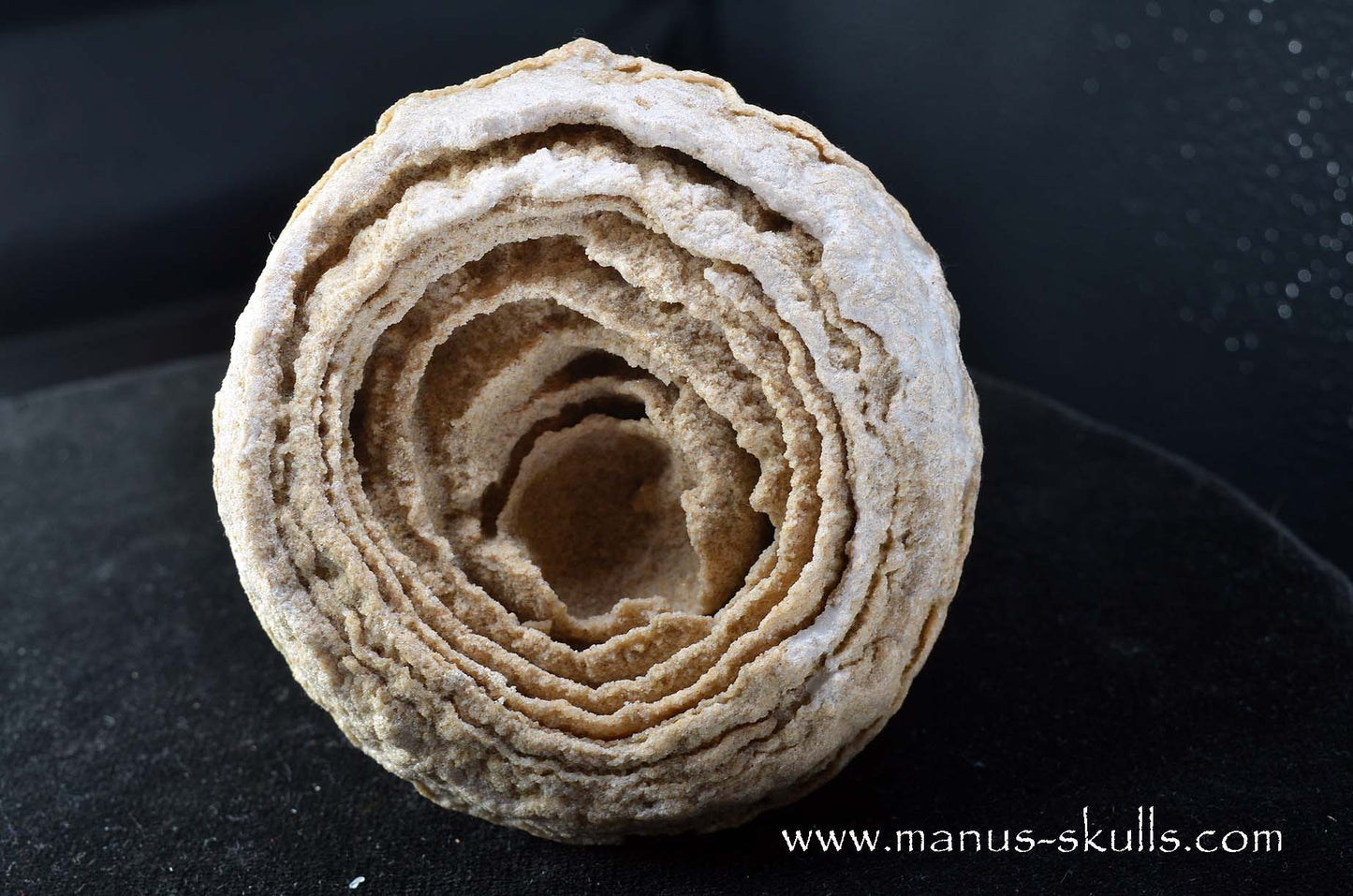 Stromatolite ~ Oncolite Character Skull