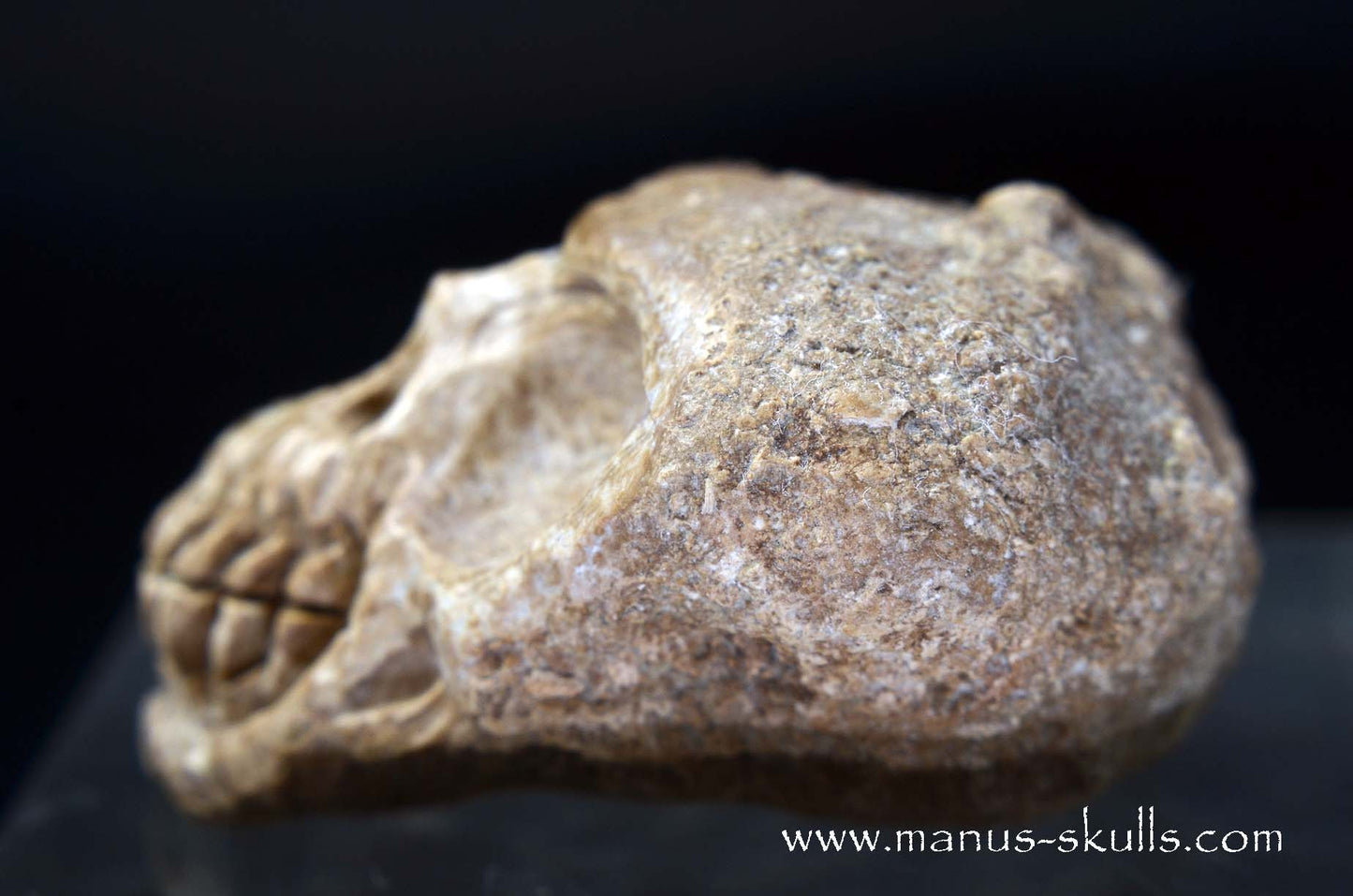 Aragonite Nodul Skull