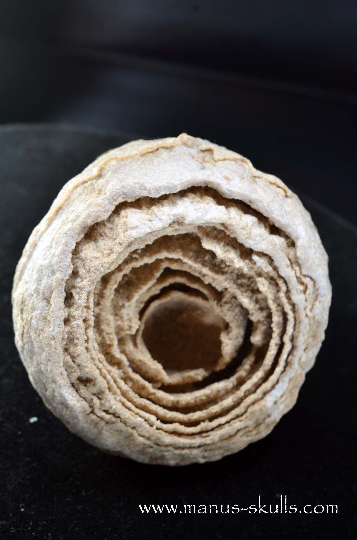 Stromatolite ~ Oncolite Character Skull