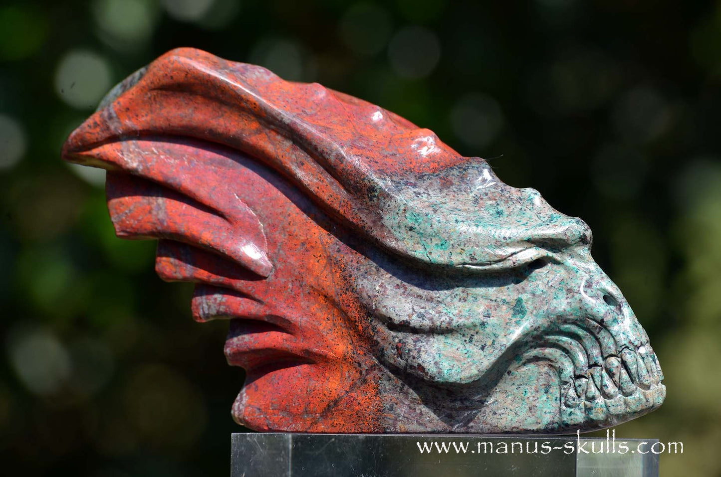 Special! .... Large SONORA SUNRISE Dragon ....