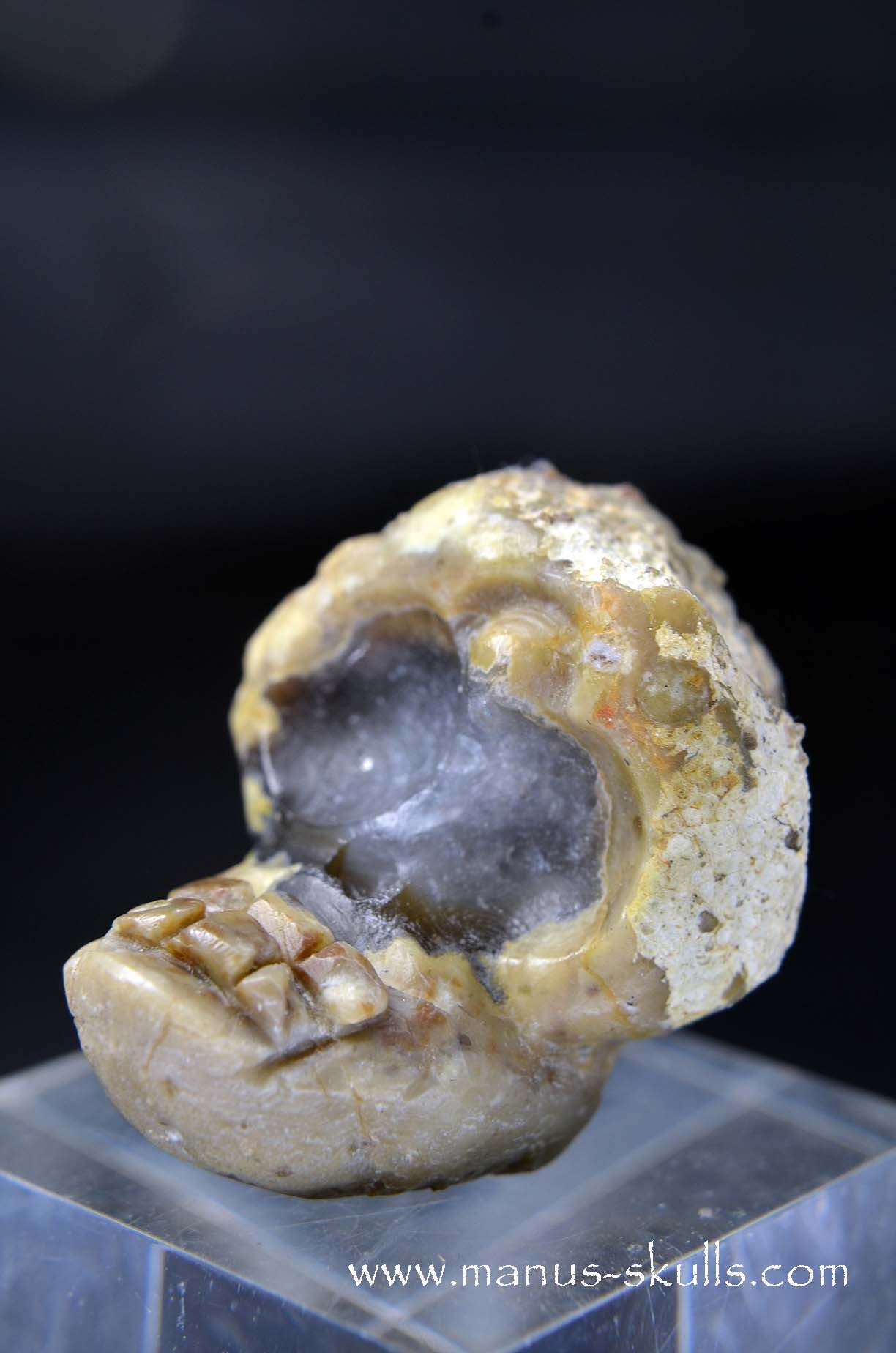 Manus skulls unique Crystal Carvings handmade skulls dragons pendants preseli bluestone tribals spiritual meaning wand Unicorn .. TNT bed   Lithophyse   Thunderegg