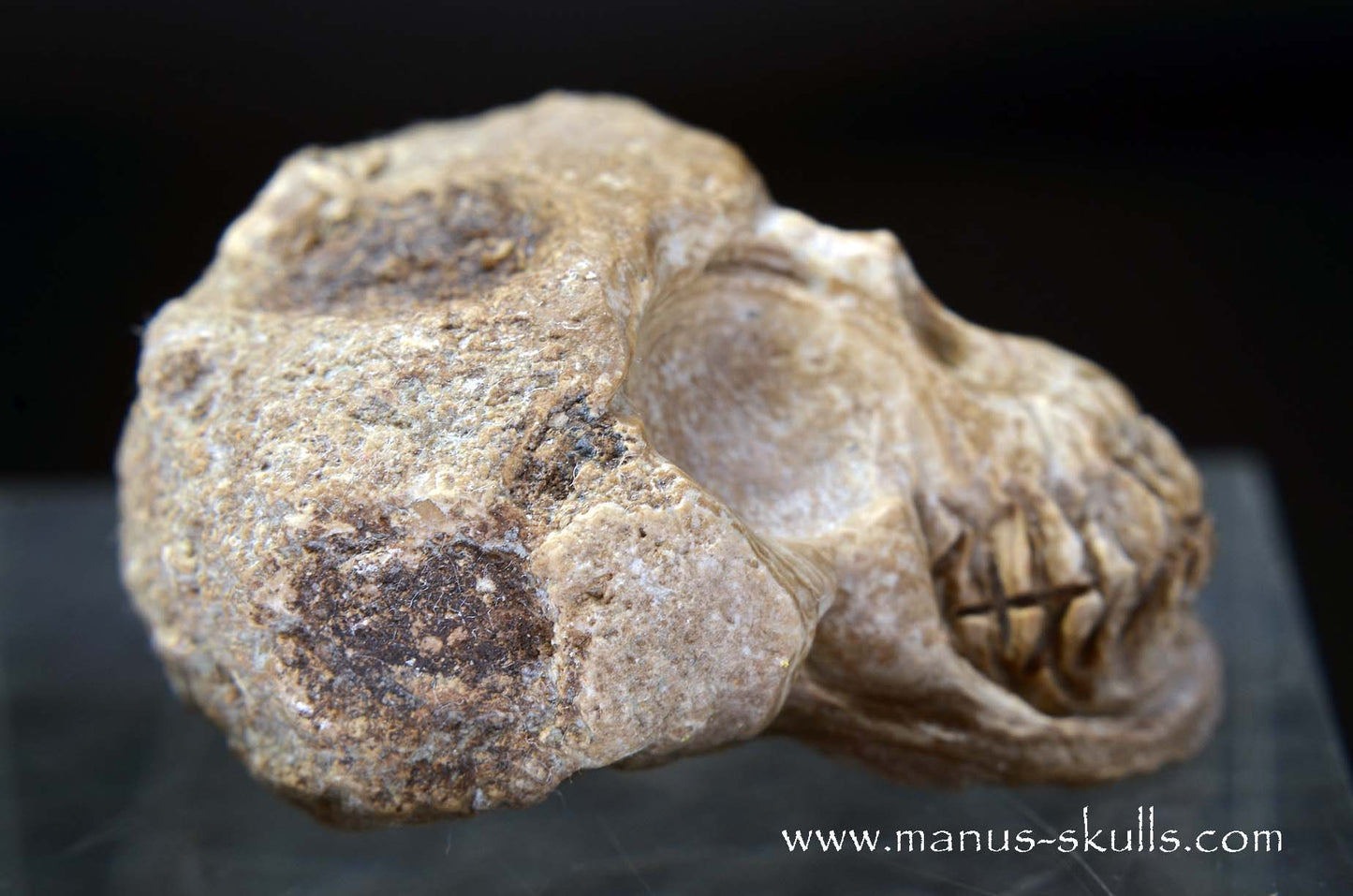 Aragonite Nodul Skull