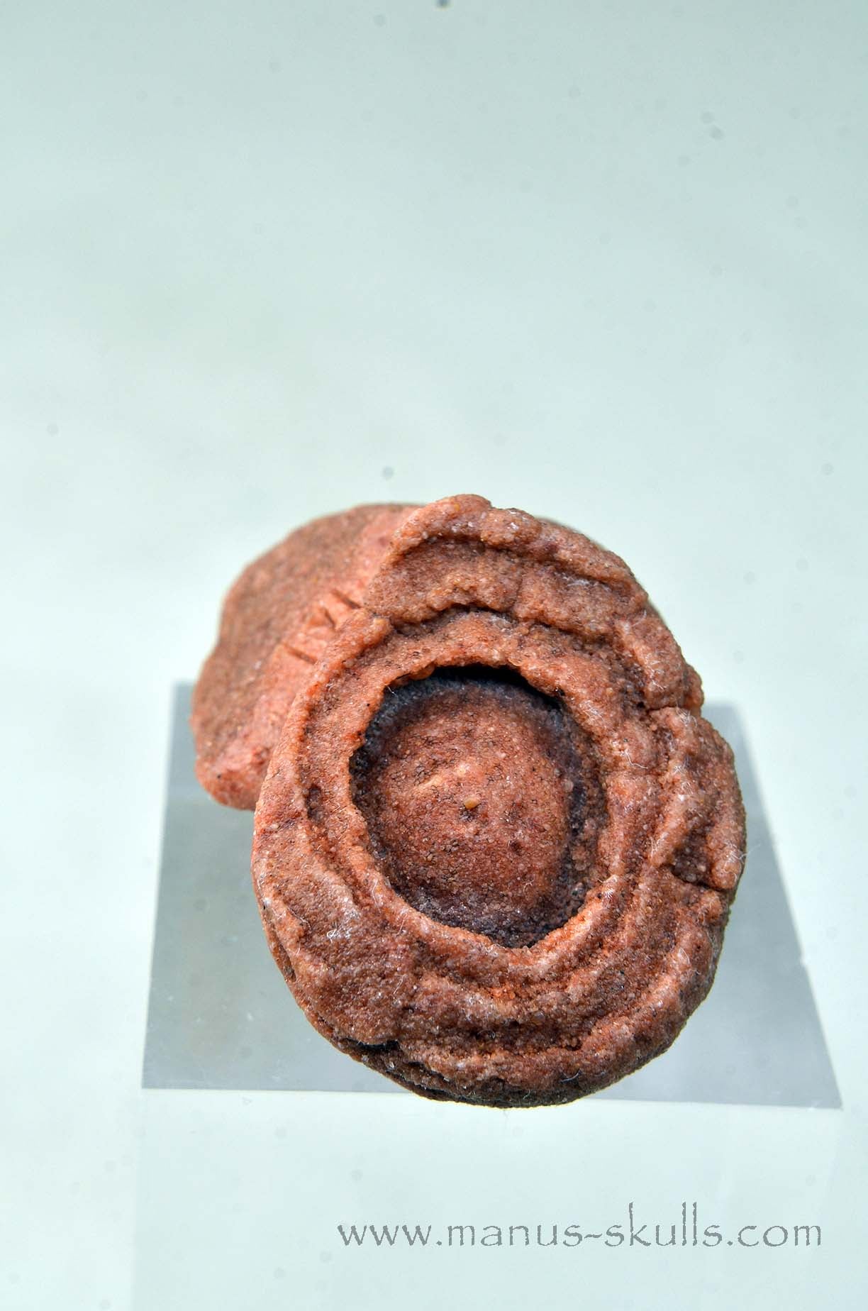Oncolite EVOLIAN #02 (2025)