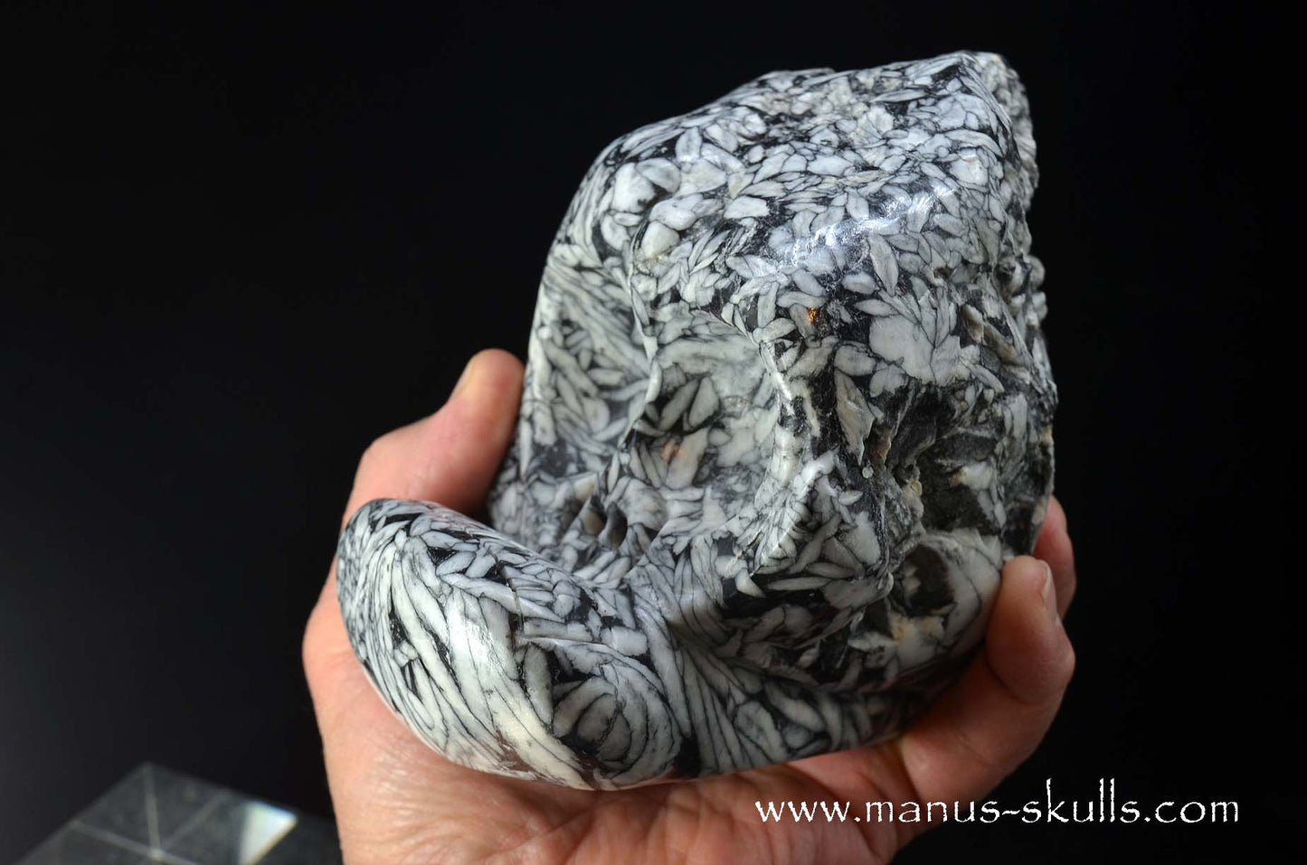 Austrian Pinolith Evolian #10