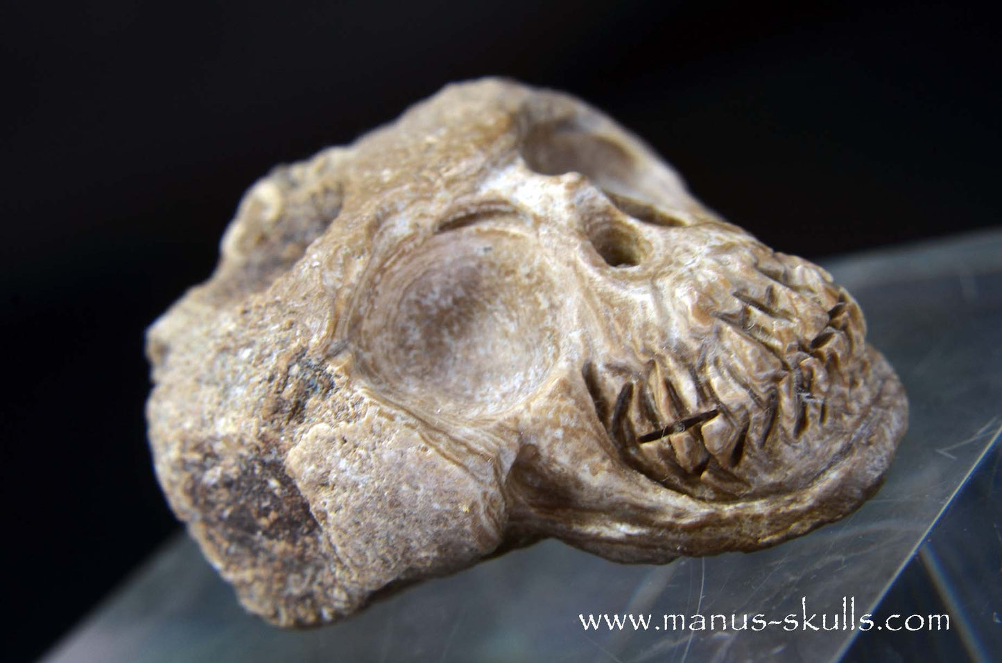 Aragonite Nodul Skull