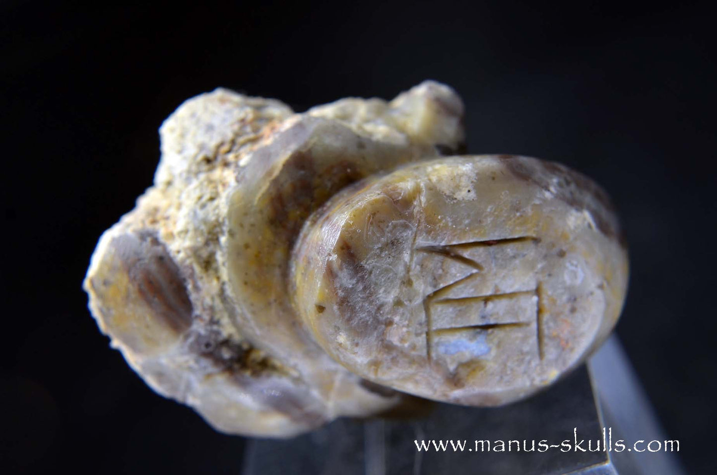 TNT-bed Thunderegg Evolian #02