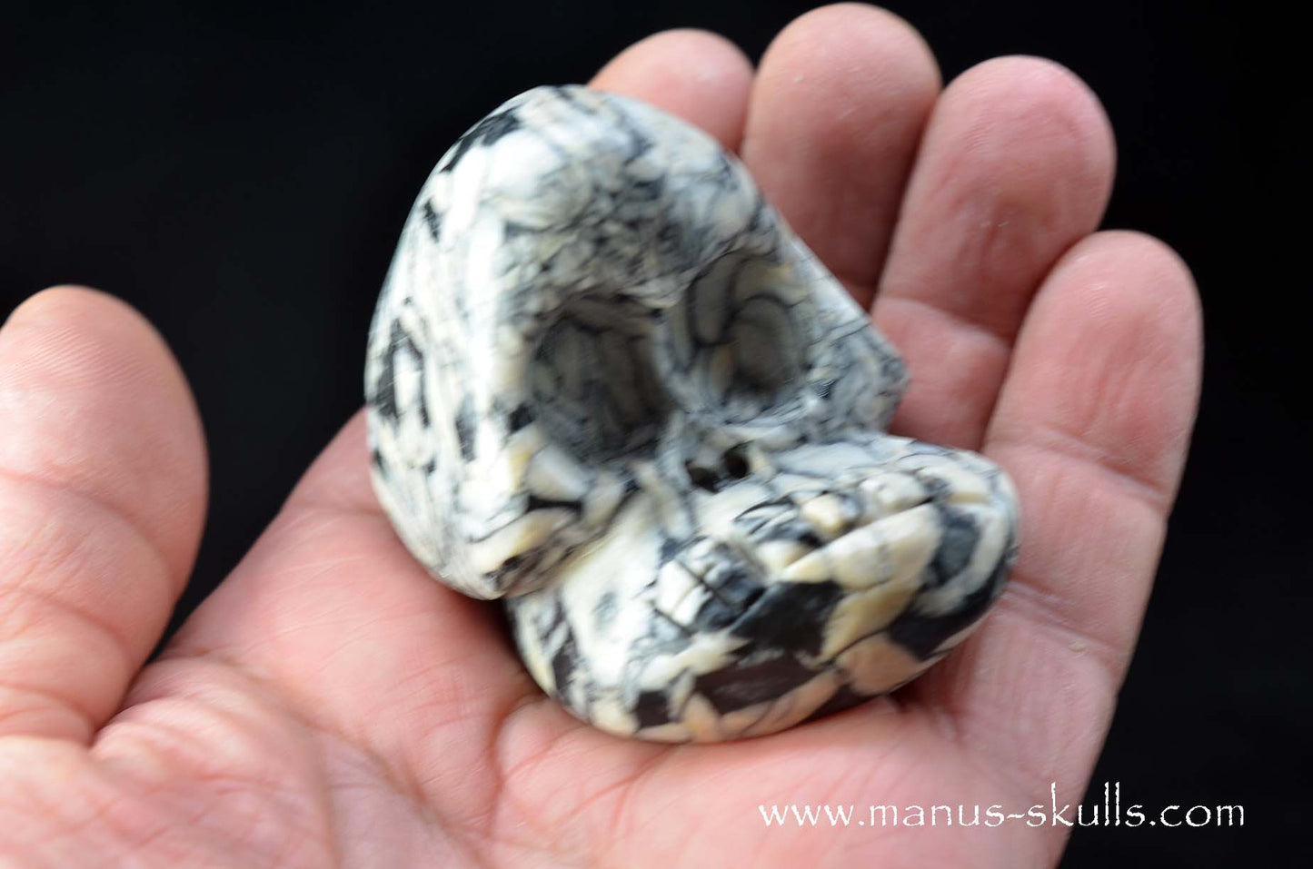 Austrian Pinolith Evolian #11