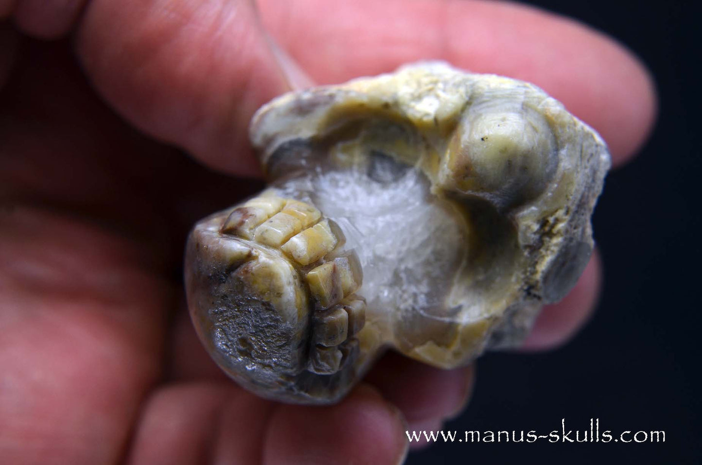 TNT-bed Thunderegg Evolian #02
