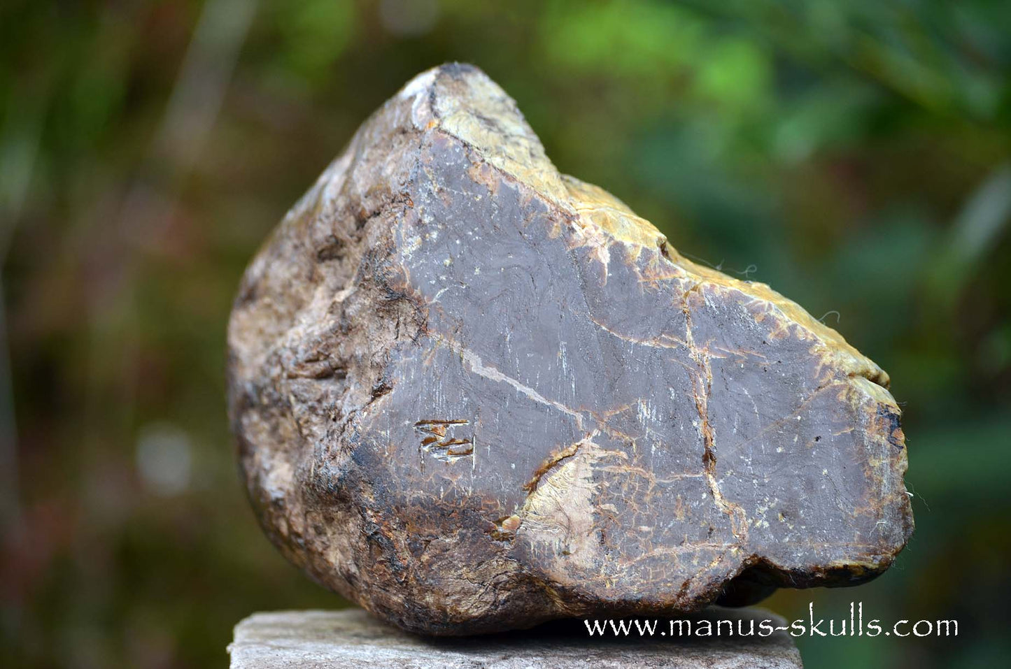 Huge  Amber Tribal Skull from the ancients (UV active)