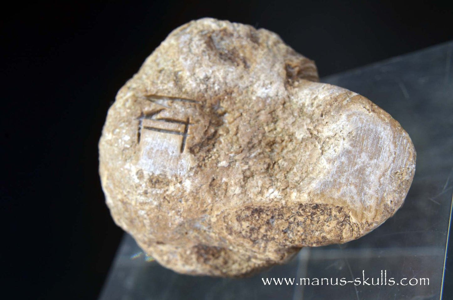 Aragonite Nodul Skull