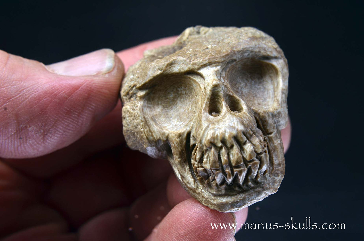 Aragonite Nodul Skull