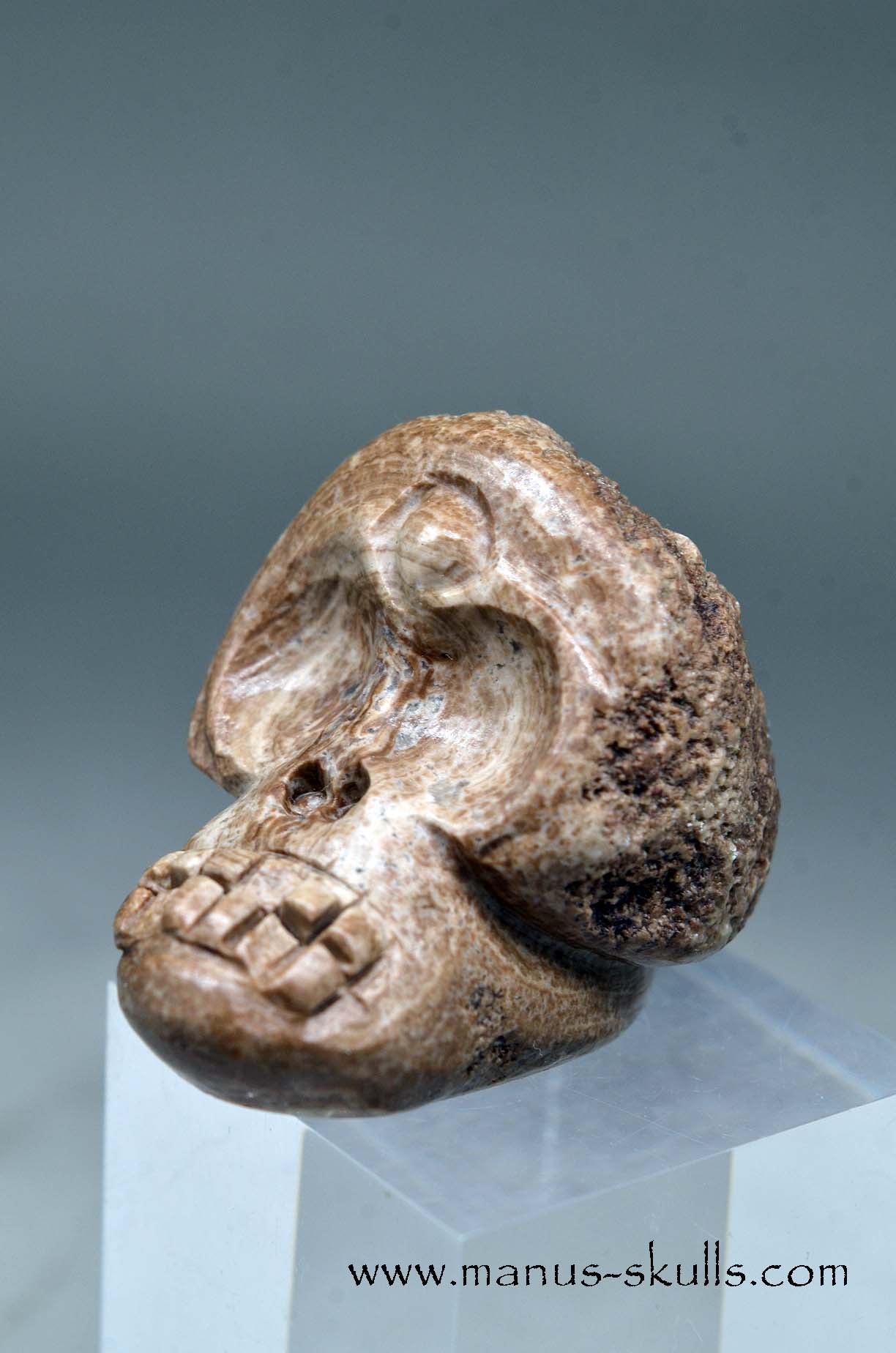 Aragonite Nodul Evolian Skull 2025 #02