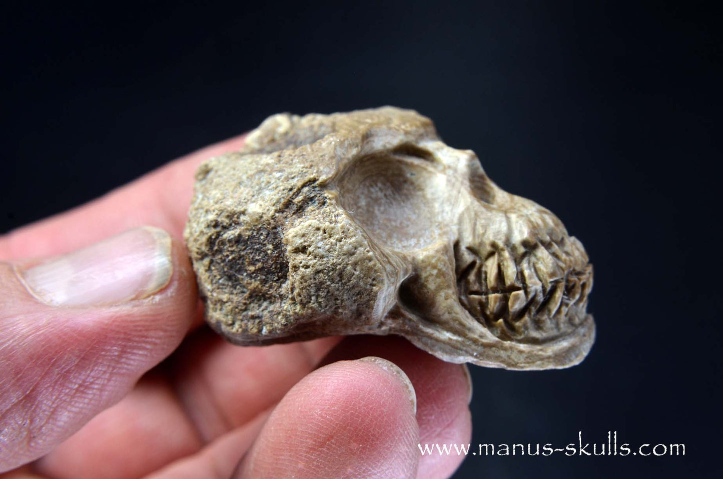 Aragonite Nodul Skull