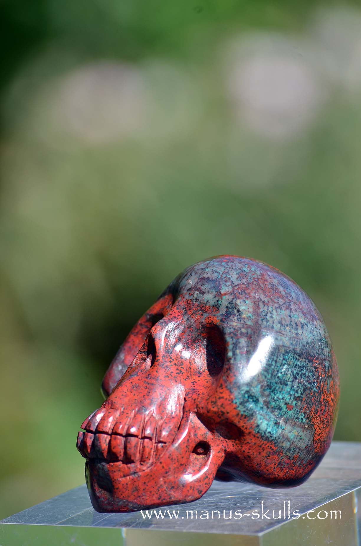 Happy Sonora Sunrise Skull