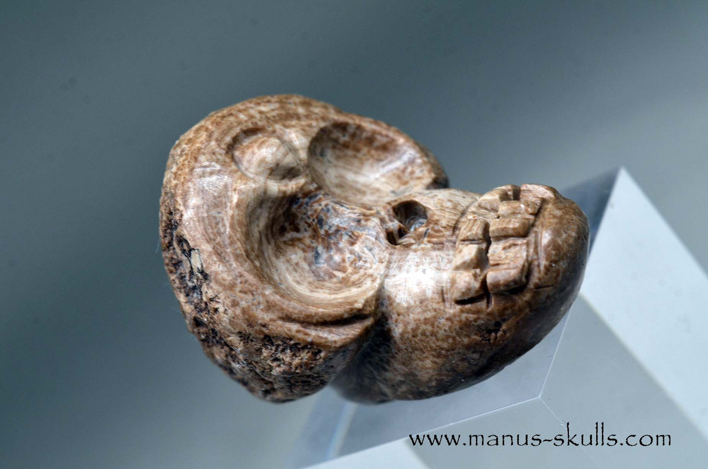 Aragonite Nodul Evolian Skull 2025 #02