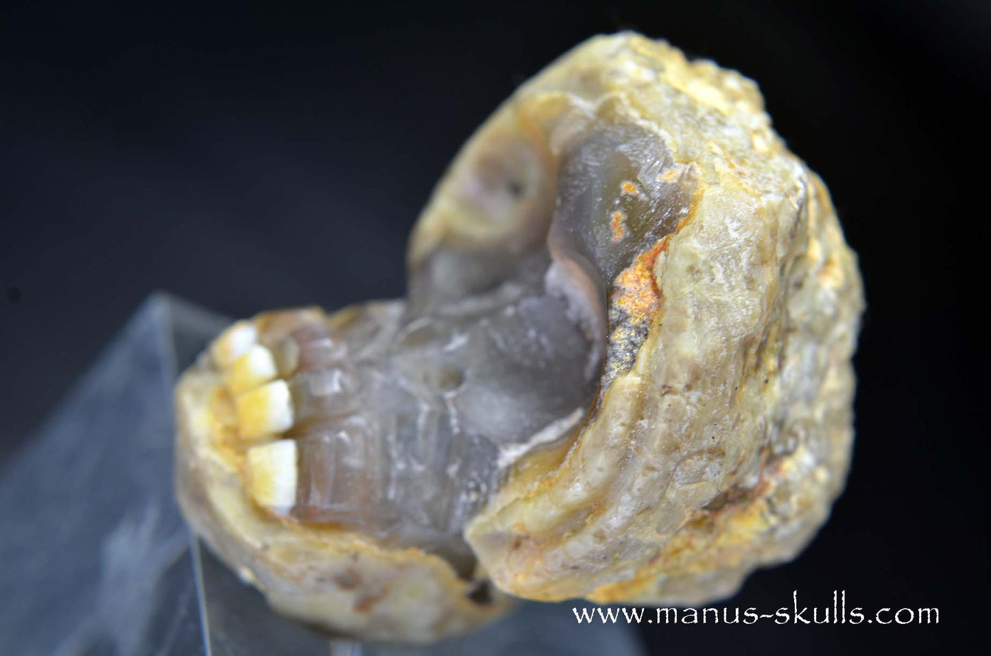TNT-bed Thunderegg Evolian #03