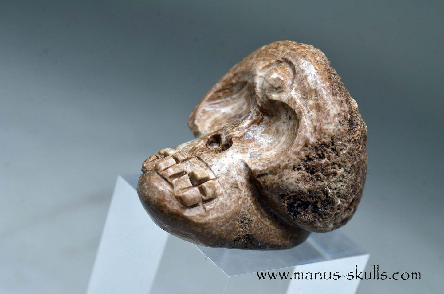 Aragonite Nodul Evolian Skull 2025 #02