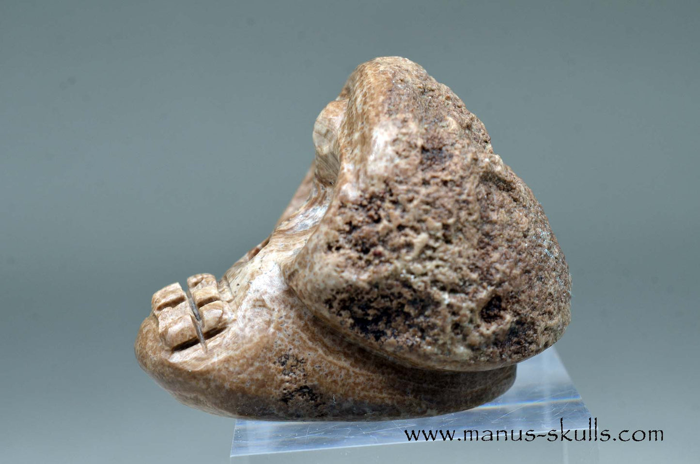 Aragonite Nodul Evolian Skull 2025 #02