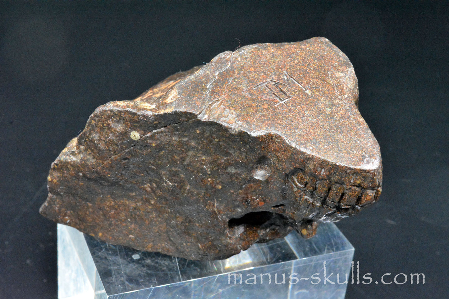 Meteorite Skull