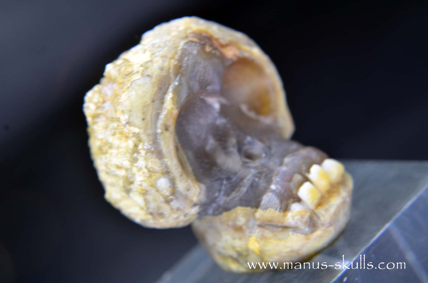 TNT-bed Thunderegg Evolian #03
