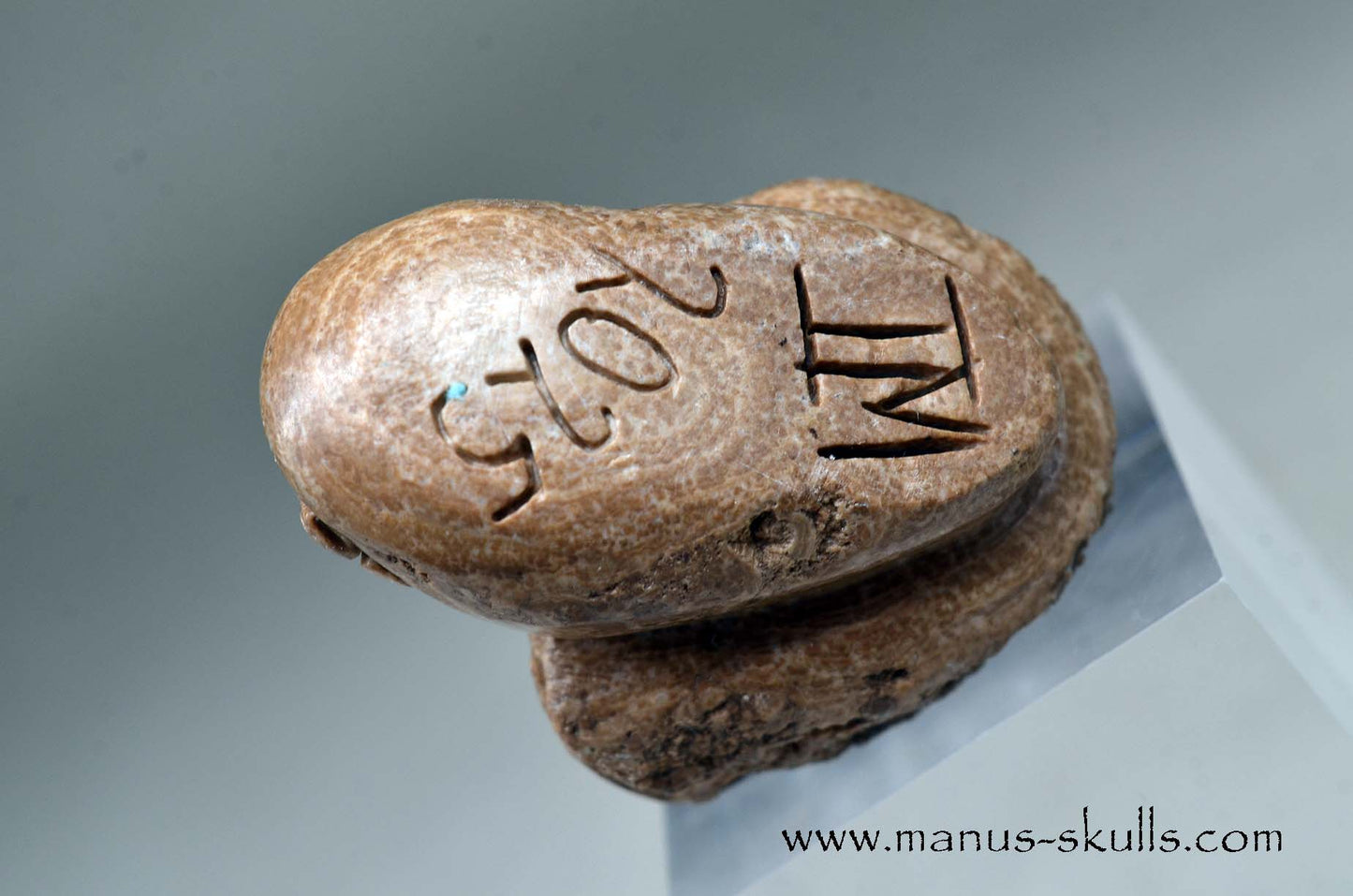 Aragonite Nodul Evolian Skull 2025 #02