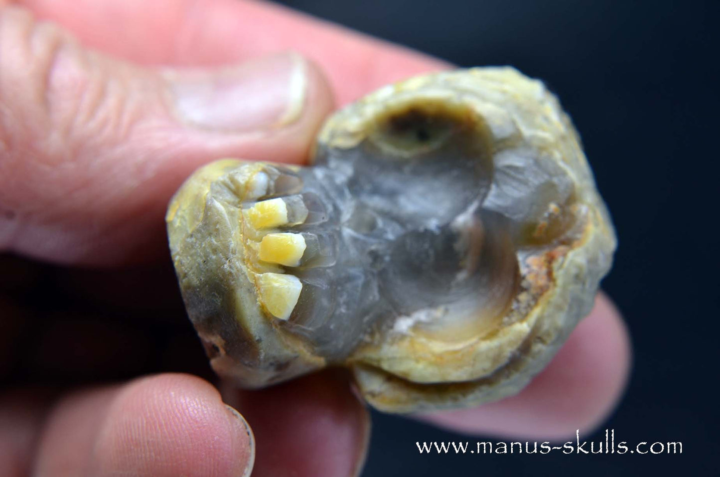 TNT-bed Thunderegg Evolian #03