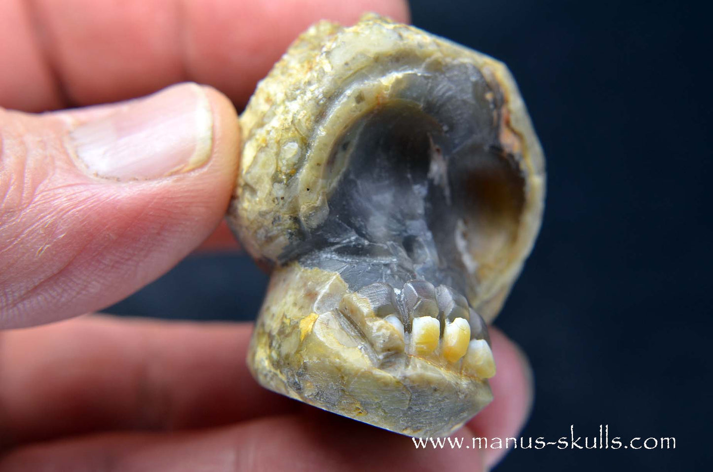 TNT-bed Thunderegg Evolian #03