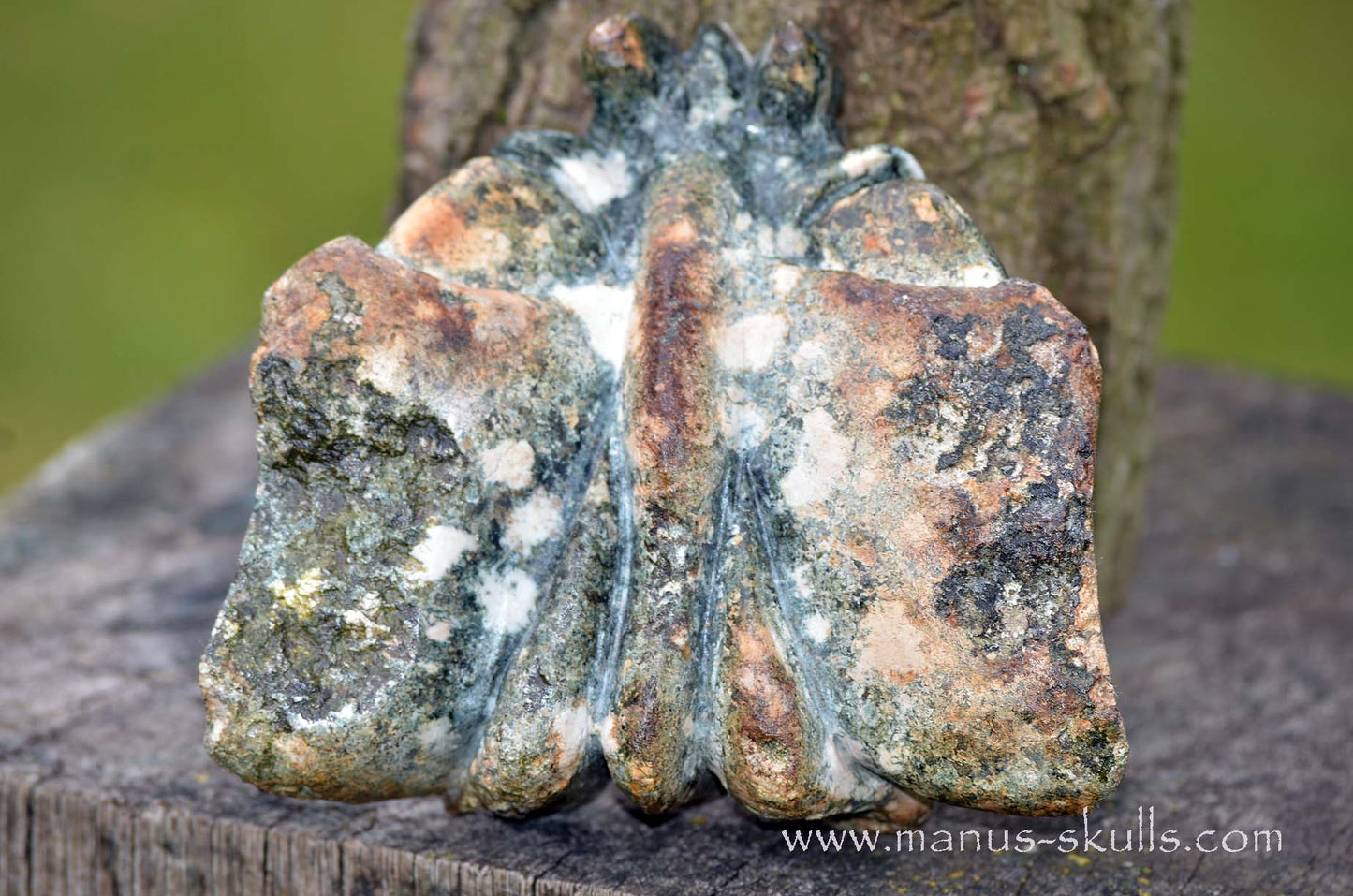 Preseli Bluestone Butterfly Dragon ....