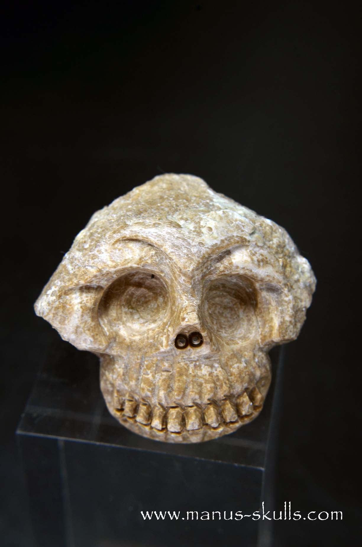 Aragonite Nodul Skull