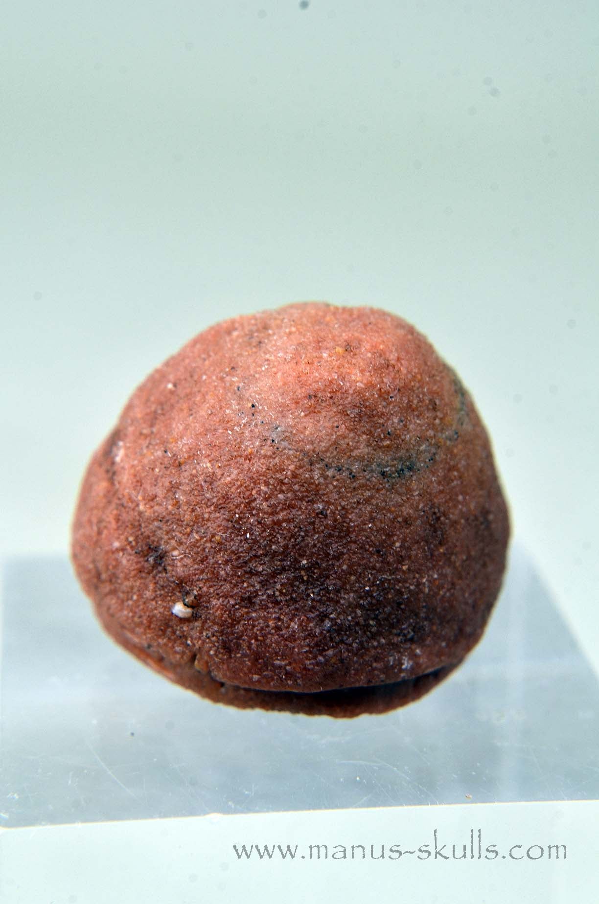 Oncolite EVOLIAN #05 (2025)
