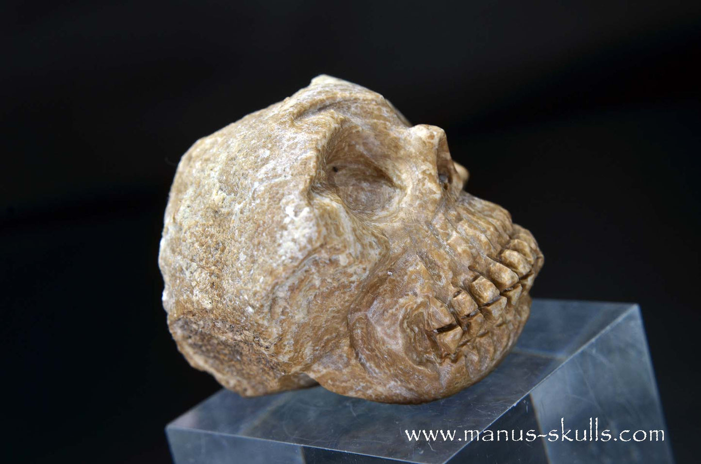 Aragonite Nodul Skull