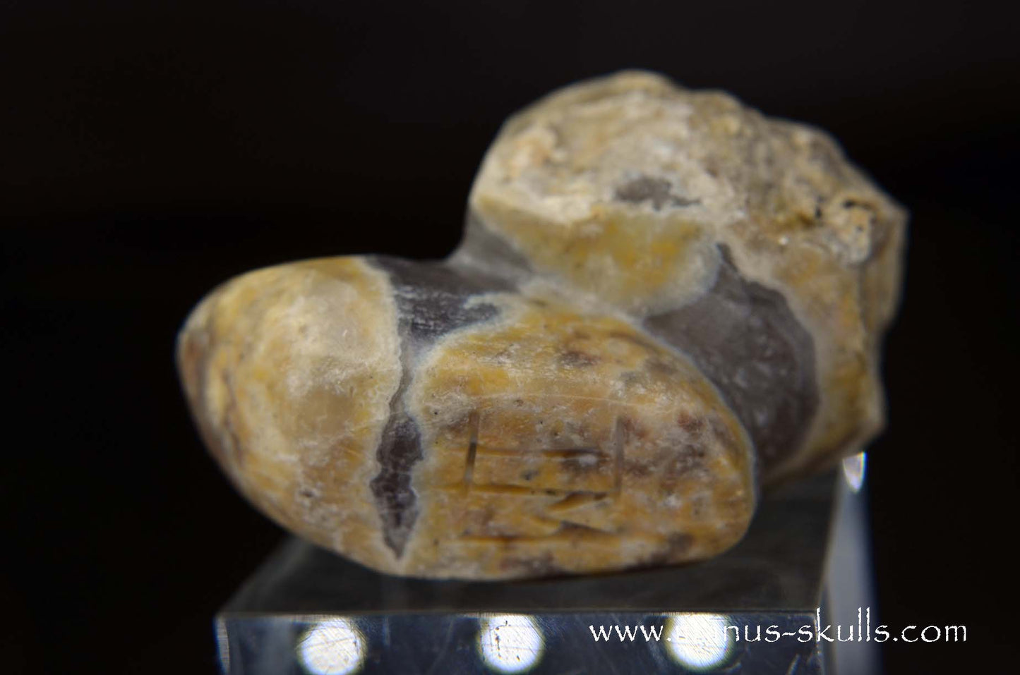 TNT-bed Thunderegg Evolian #04