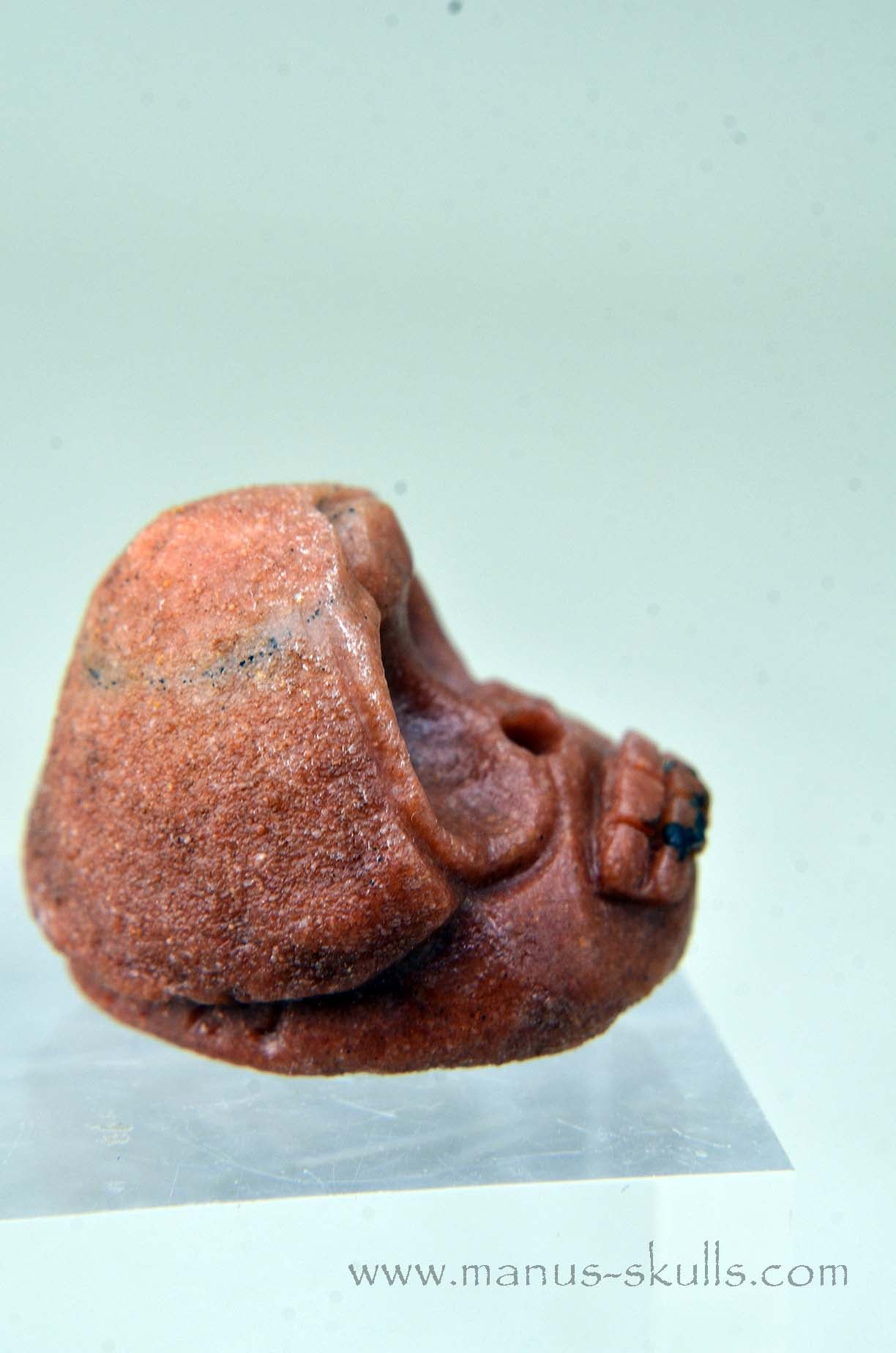Oncolite EVOLIAN #05 (2025)
