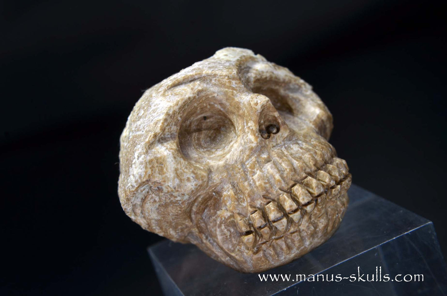Aragonite Nodul Skull