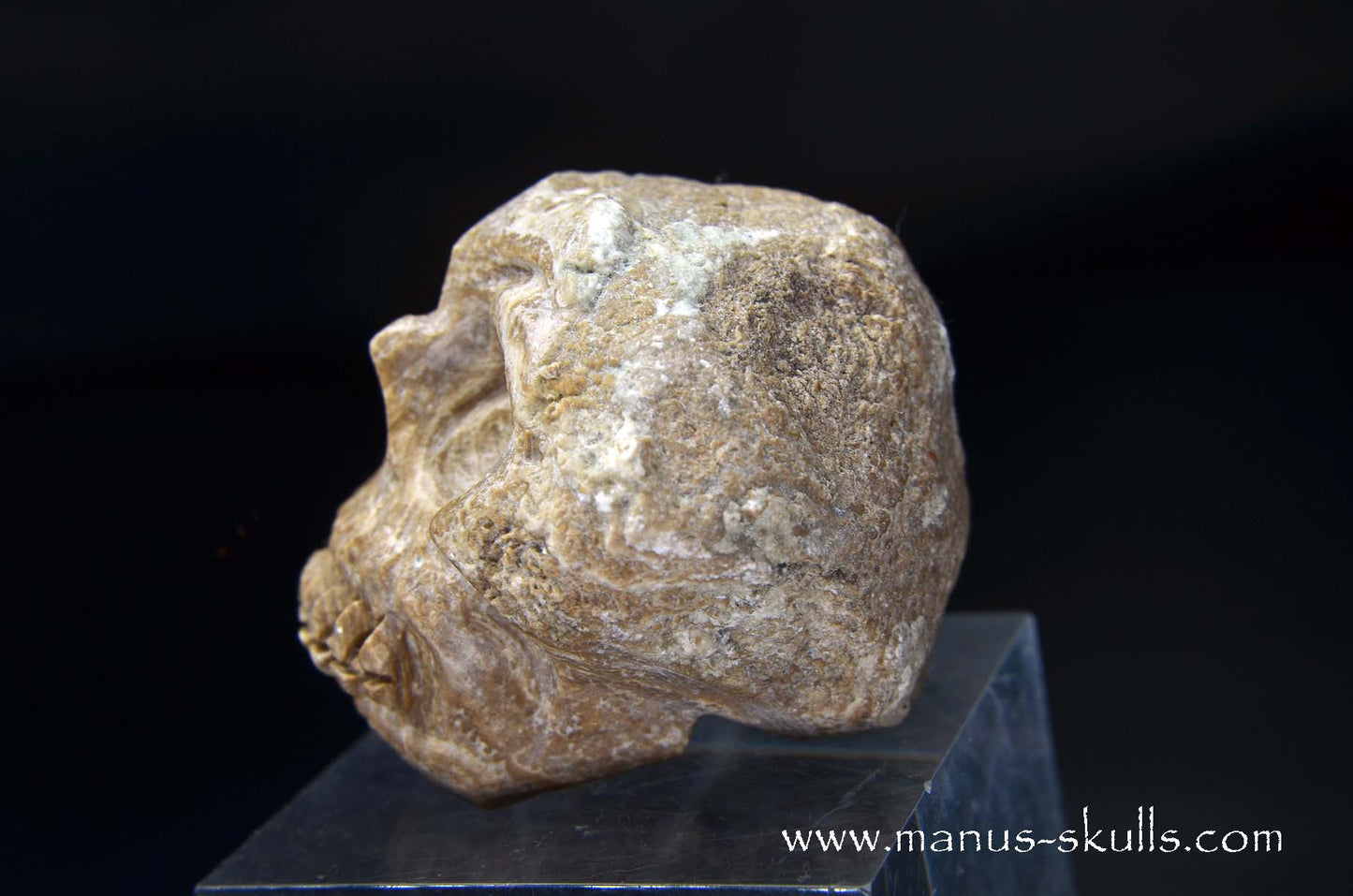 Aragonite Nodul Skull